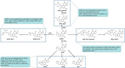 Contamination of Aflatoxins Induces Severe Hepatotoxicity Through Multiple Mechanisms